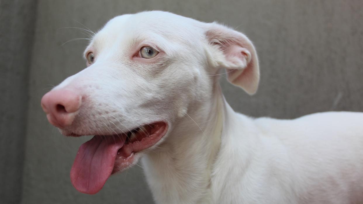  Albino dog. 