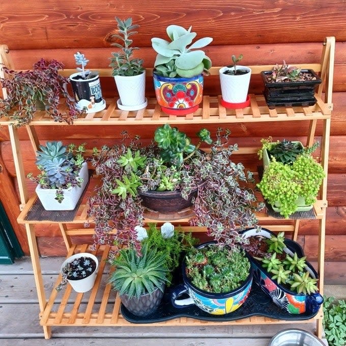 Assorted potted plants on a three-tier wooden shelf, suitable for home gardening inspiration