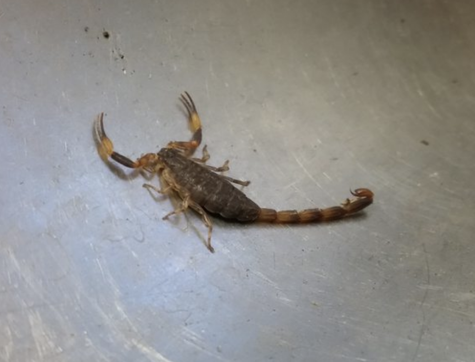 scorpion