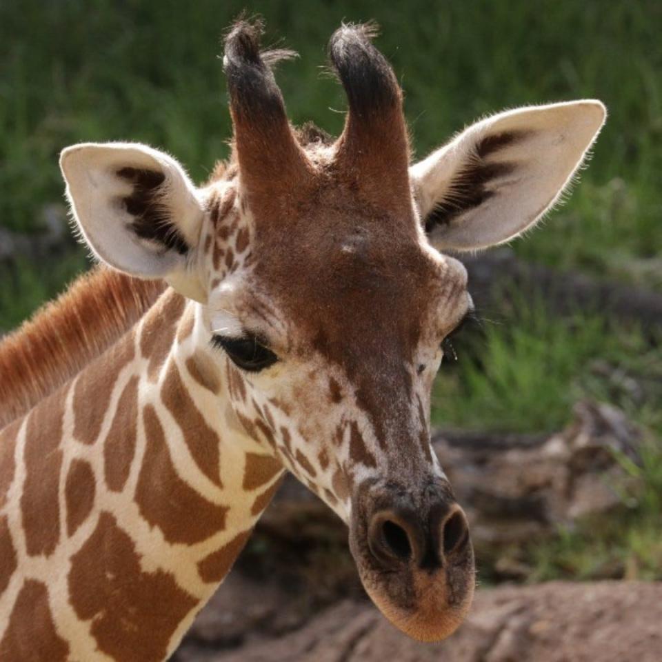 Kendi, a 4-year-old male giraffe at the Milwaukee County Zoo, required surgery in April 2024.