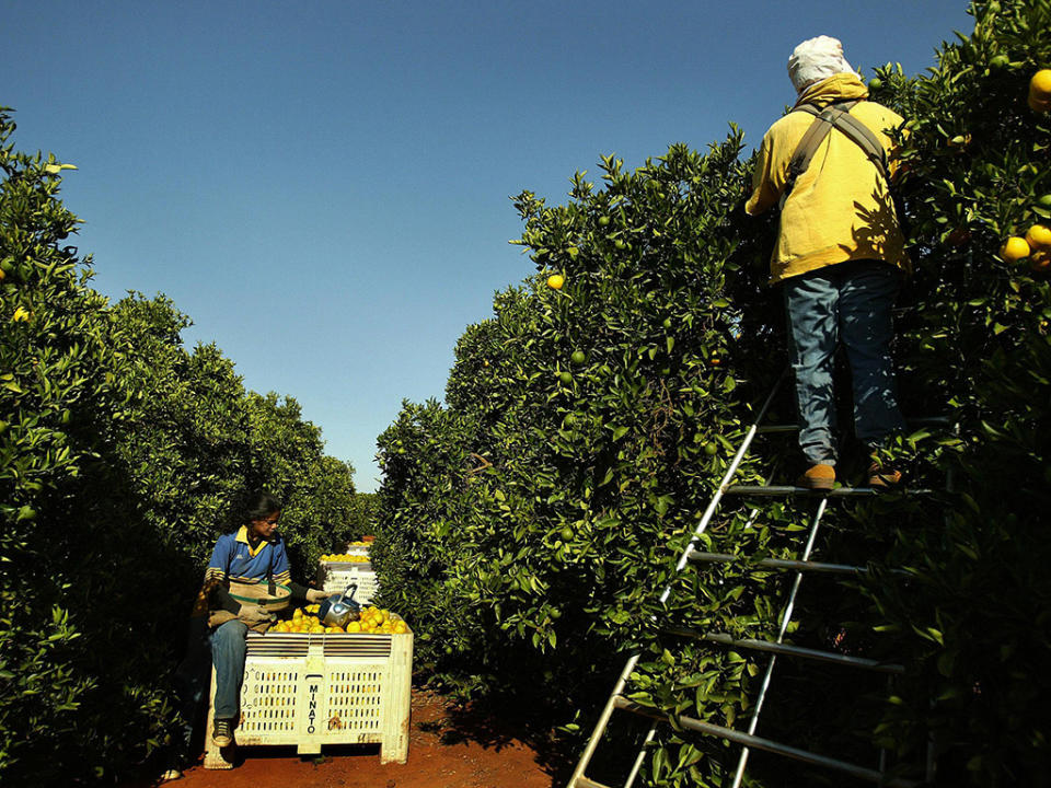 Backpackers and other visitors on working holidays will be able to stay in Australia longer under a federal government plan to help farmers fill job shortages. Images: Getty