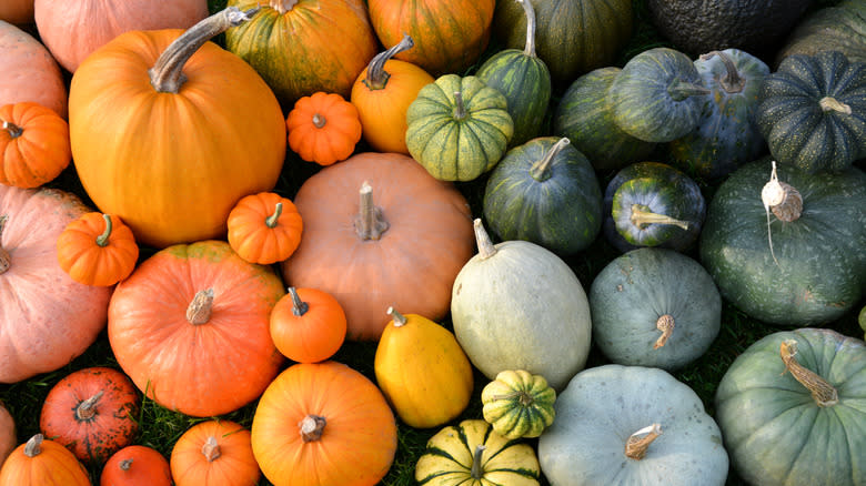 various squash varieties