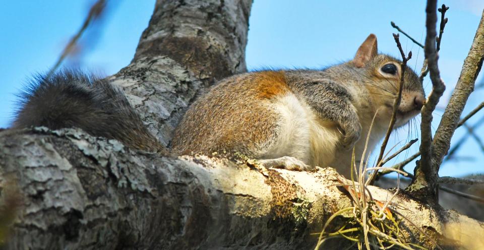 A squirrel in a tall tree surveys Turkey Creek Sanctuary, which hosts free ranger-led tours on the first and third Sundays of every month.