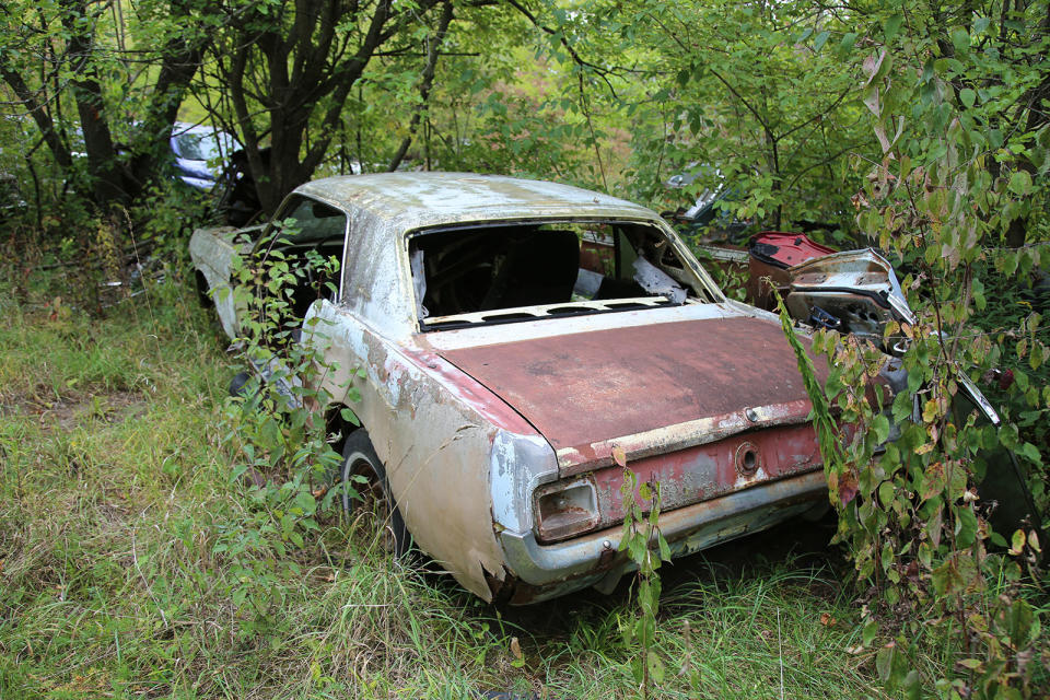 <p>While there’s a real <strong>mix of marques</strong> at Ron’s Auto Salvage, there seems to be a higher concentration of Fords than anything else. We spotted an entire herd of wild Mustangs grazing in the undergrowth, including this early example. It’s not looking very healthy, and it’s galloping days are long past.</p>