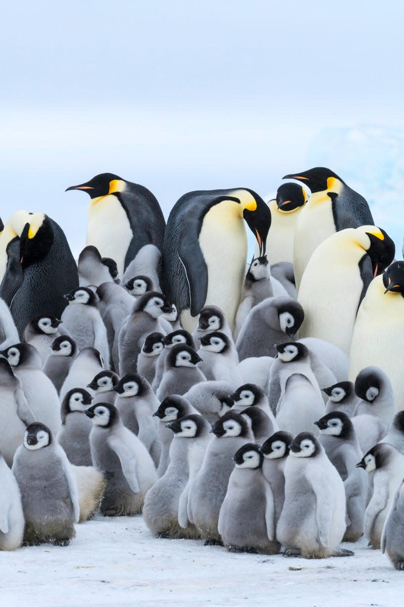 “Emperor Penguins of Snow Hill Island, Antarctica," an exhibit by wildlife photographer Dee Ann Pederson, opens Friday at FAR Center for Contemporary Arts.