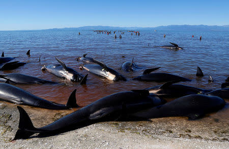 Volunteers try to guide some of the stranded pilot whales still alive (in background) back out to sea after one of the country's largest recorded mass whale strandings, in Golden Bay, at the top of New Zealand's South Island, February 11, 2017. REUTERS/Anthony Phelps