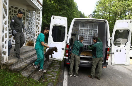 A veterinarian carries to a bus one of the three bear cubs who were found by the Bulgarian authorities in the wild and rescued at the Dancing Bears Park near Belitsa, Bulgaria, May 23, 2018, before their relocation to a bear orphan station in Greece. REUTERS/Stoyan Nenov