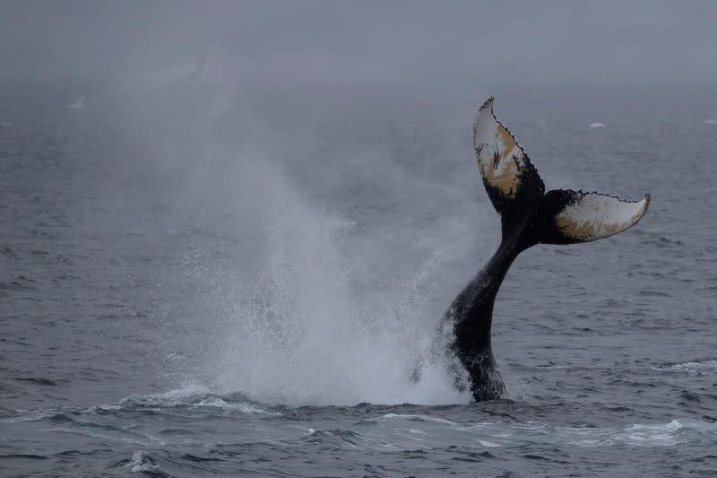 The Wider Image: On board the Antarctic expedition that reveals dramatic penguin decline