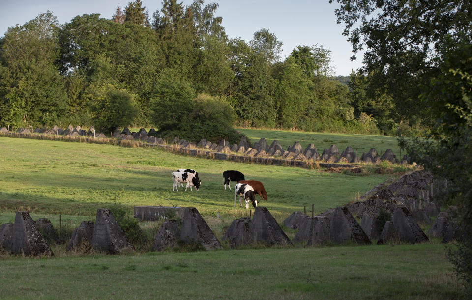 In this photo taken on Aug. 8, 2019, cows graze next to World War II anti-tank obstacles, known as Dragon's Teeth, near Simmerath, Germany. The square-pyramidal fortifications of reinforced concrete were first used by the German Army during World War II to impede the movement of tanks and mechanized infantry. It was 75 years ago that Hitler launched his last desperate attack to turn the tide for Germany in World War II. At first, German forces drove so deep through the front line in Belgium and Luxembourg that the month-long fighting came to be known as The Battle of the Bulge. (AP Photo/Virginia Mayo)