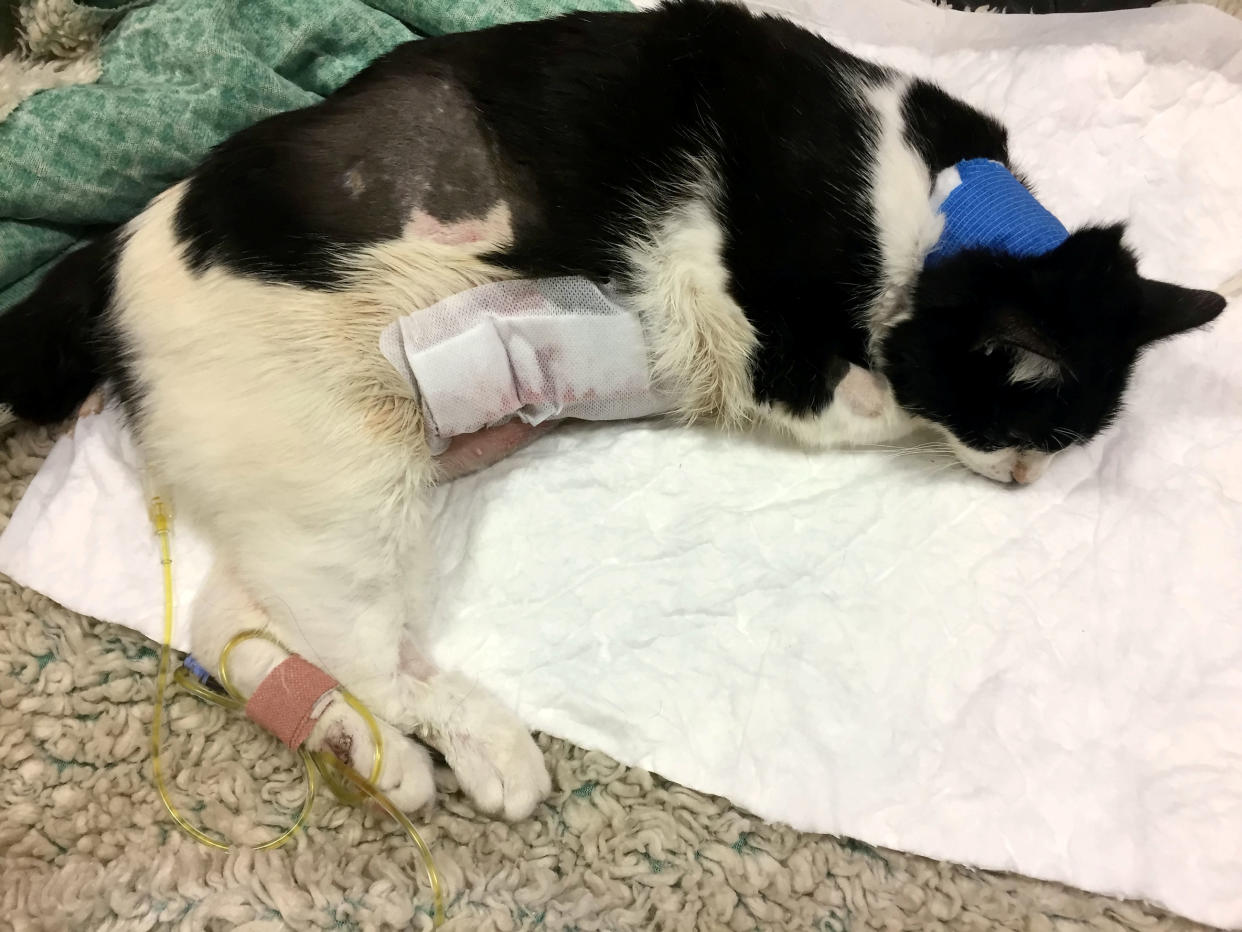 The Met Police were left with an £8,000 vet bill after one of their dogs savaged a cat that had to be put down six days later. (SWNS)