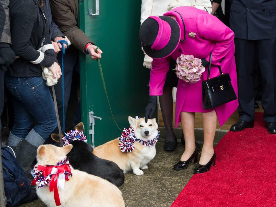 Queen Elizabeth pets a corgi