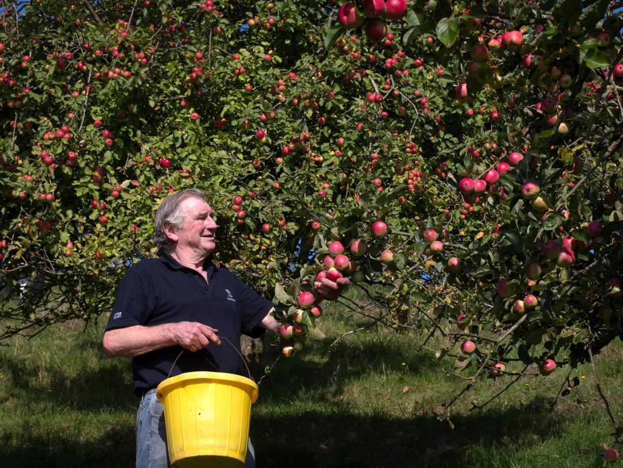 An apple orchard in Minnesota is under fire after ranting about 'the China Virus' (Getty Images)