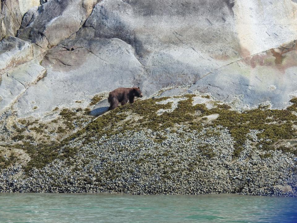 A black bear at the tideline in Tracy Arm Fjord in southeastern Alaska. Black bears in the west are often a lighter brown color than the black bears found on the East Coast.