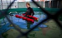 Veterinarian technician Chellan Robinson wades with a false killer whale calf after it was rescued near the shores of Tofino and brought to the Vancouver Aquarium Marine Mammal Rescue centre in Vancouver, British Columbia July 11, 2014. The rescue team is providing the whale with 24-hour care and has listed its status as hour-to-hour.