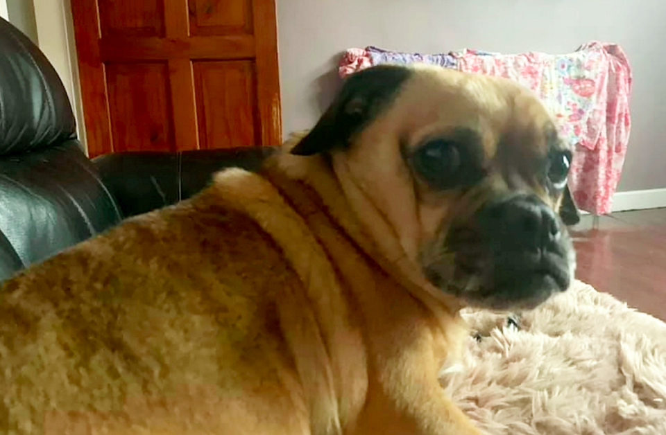 Dog owner Becky Parsons lost Pablo the pug and Maggie the Jack Russell (pictured) (SWNS)