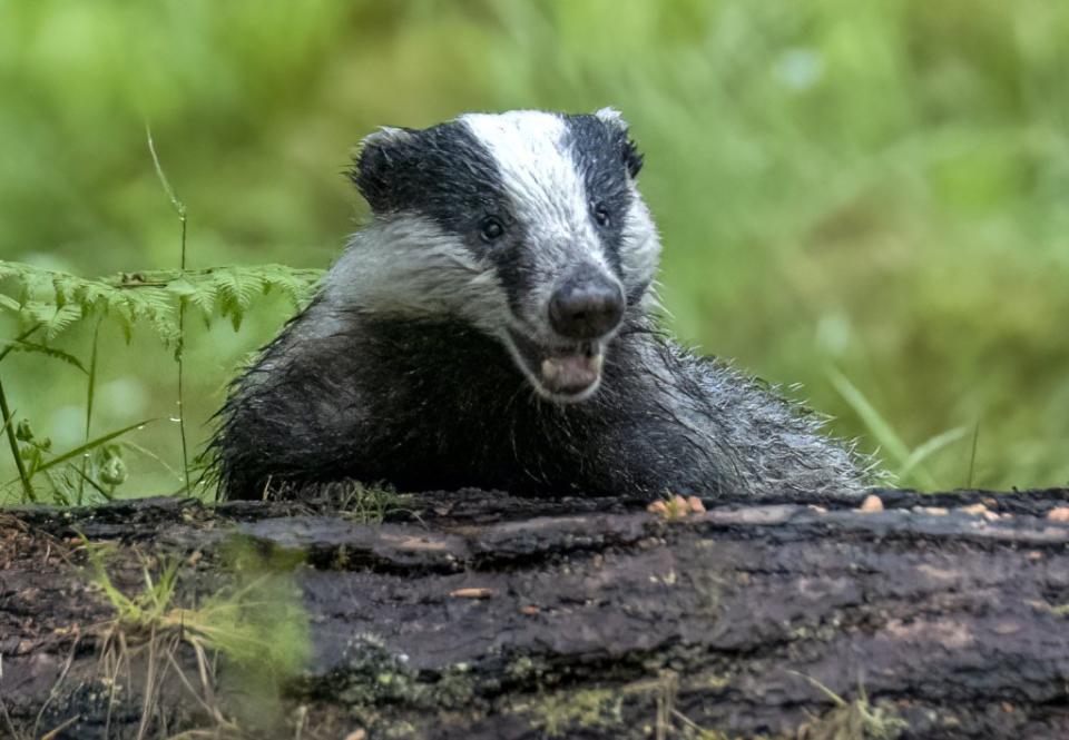 Boxley is terrorized by the badgers who live in her home. Rae Boxley / SWNS