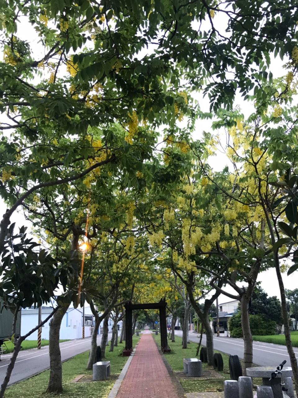 桃園蘆竹街道旁就有小型的阿勃勒步道，是非常平易近人的賞花點。圖：江美容／提供