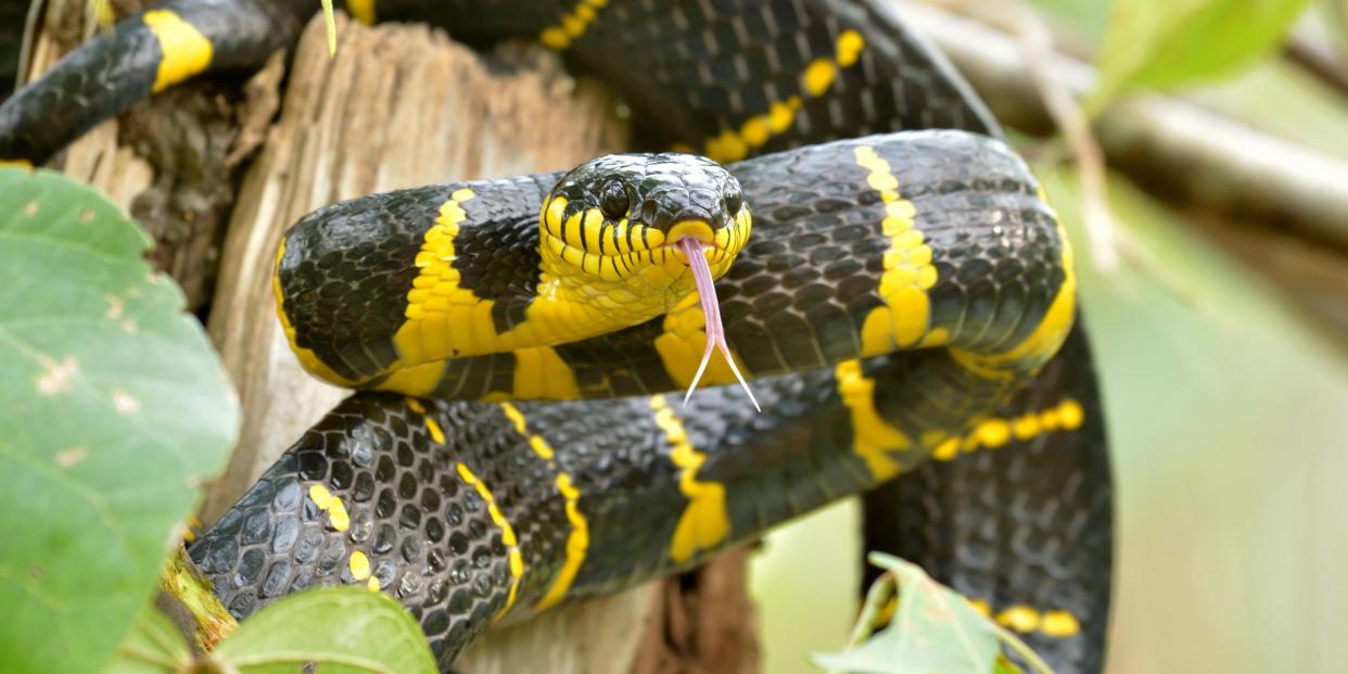 Mangrove snake