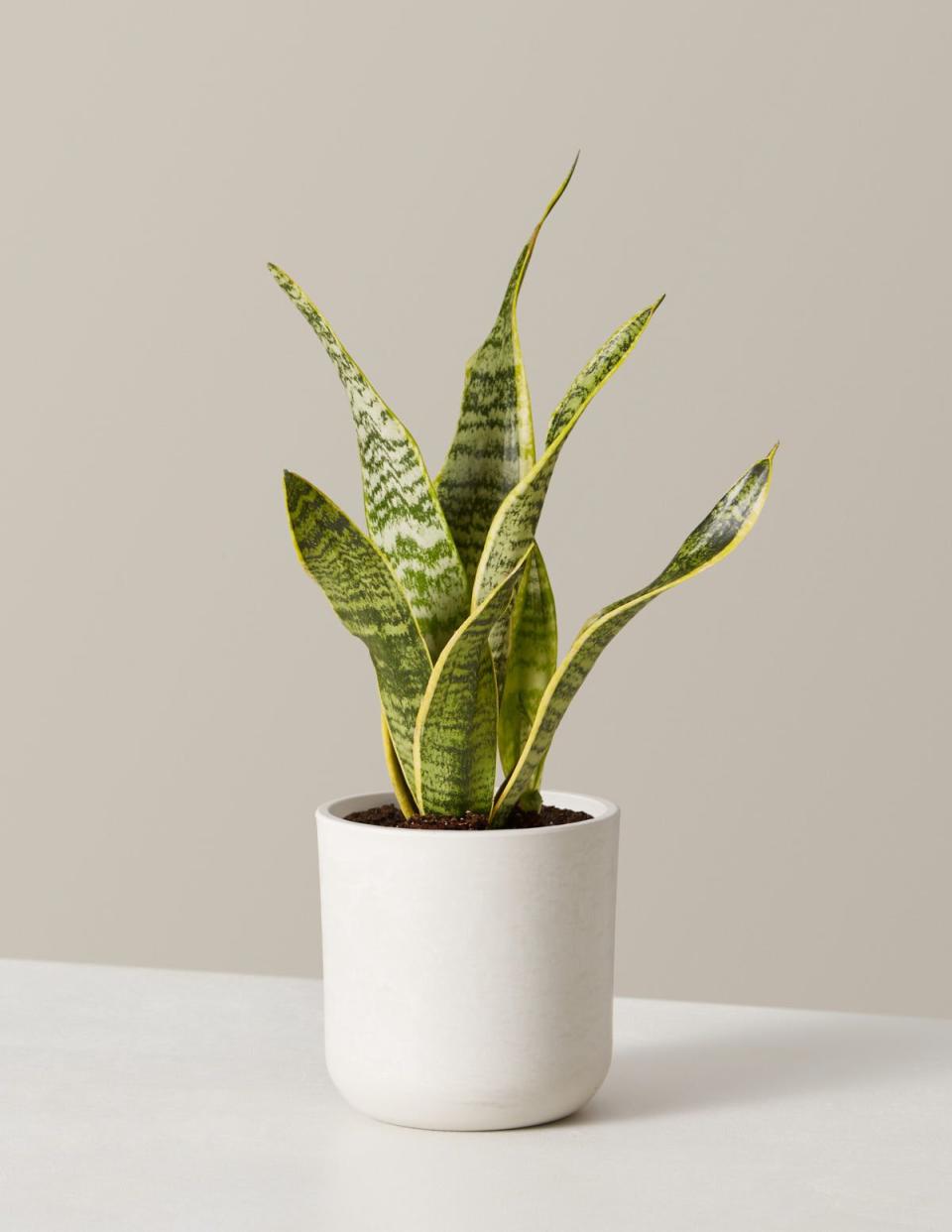 Snake Plant Laurentii