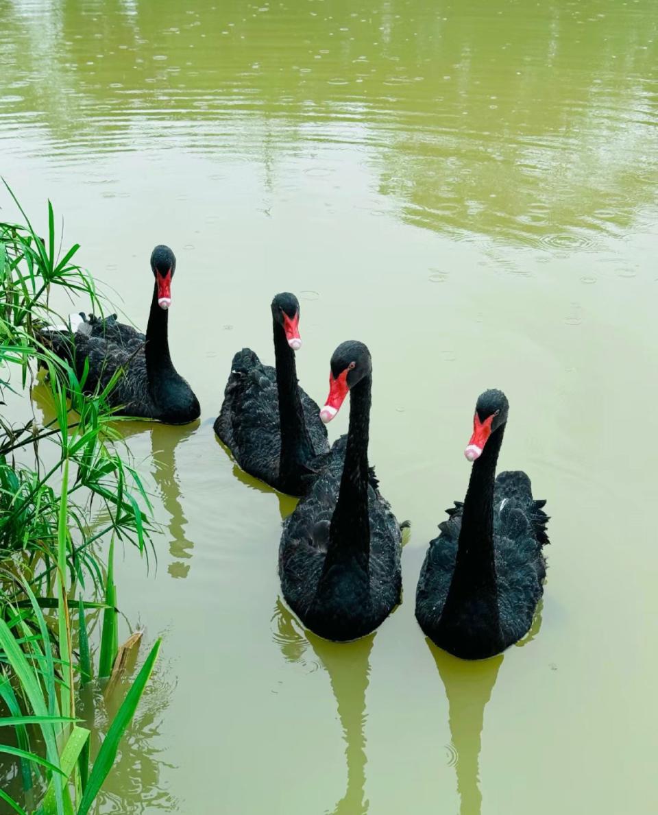 Shenzhen New Shopping Mall｜Universiade World, the new landmark in Longgang District, opens!Introducing more than 200 brands/giant white cloud art check-in space/kissing sika deer + black swan