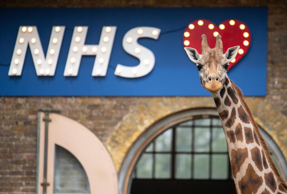 Maggie the giraffe stands with a sign showing support for the NHS at ZSL London Zoo, as the UK continues in lockdown to help curb the spread of the coronavirus.