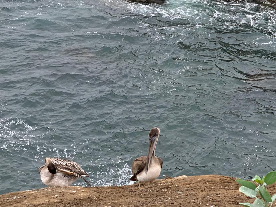 brown pelicans on rocks by the water in san diego