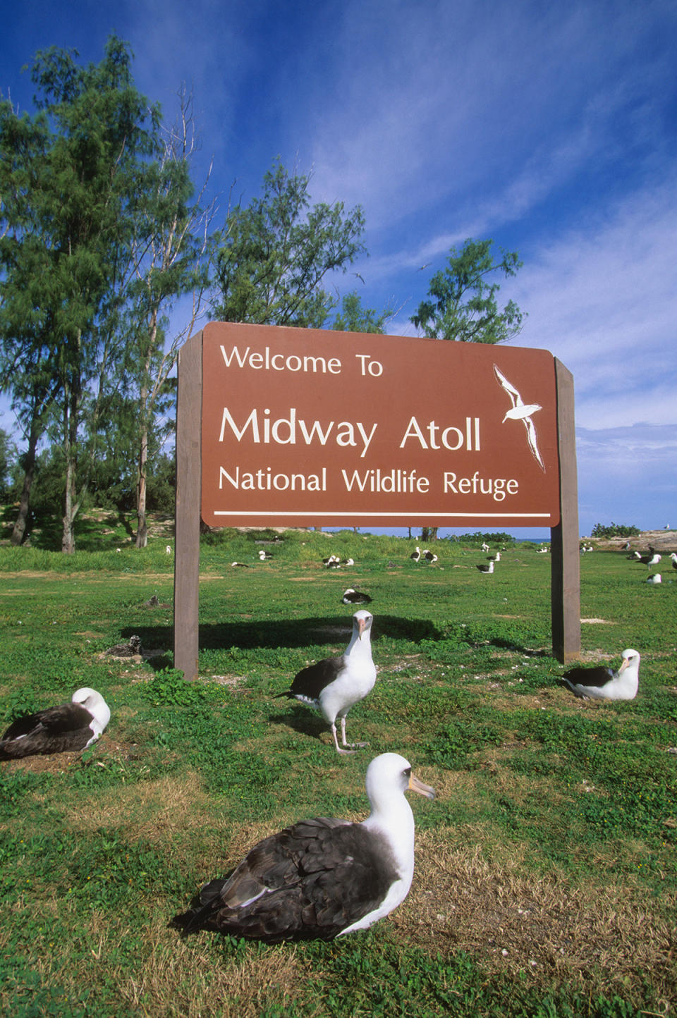 Albatross and sign, Papahanaumokuakea Marine National Monument