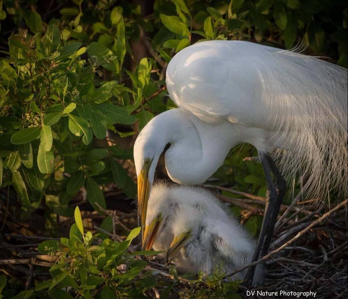 A great egret with chicks was found in a nest on a lake in the defunct Calusa golf course in Kendall. County environmental regulators recently said the birds and their nests have to be protected from new construction. The developer, GL Homes, said it would change its plans to build around the lake and rookery.