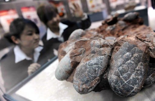 File photo shows dinosaur eggs on display at a natural science museum in China. Researchers have said that egg size is constricted by upper limits to the thickness of shells, which have to allow oxygen through to the embryo