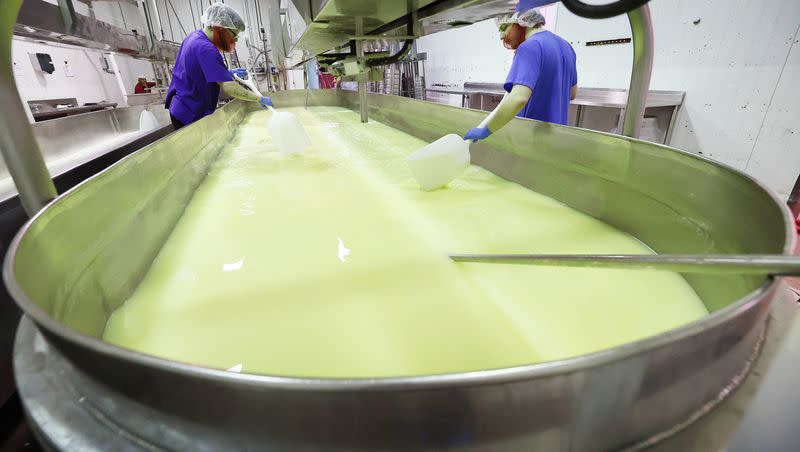 Nathan Stevenson and Dustin Stoddard work with curd at Beehive Cheese, a second generation family-owned business, in Uintah, Weber County, on Tuesday, May 2, 2023.