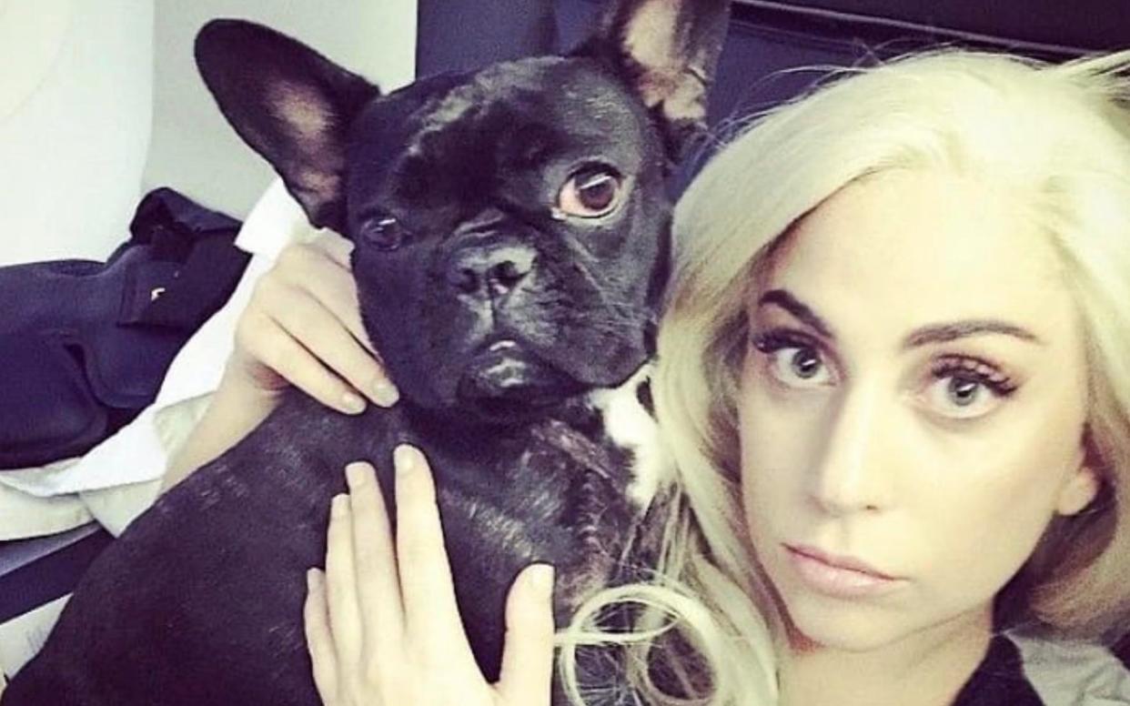 The singer has offered a $500,000 reward for the return of her French bulldogs - UNPIXS