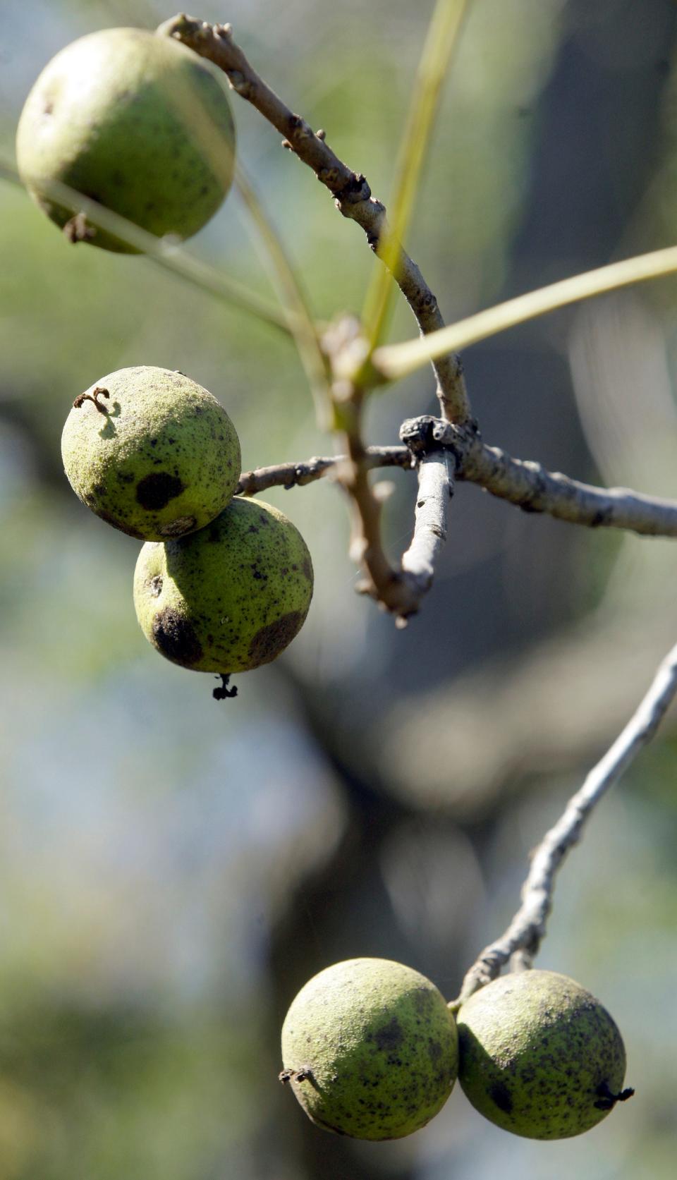 Black walnuts on the tree come encased in a green hull.