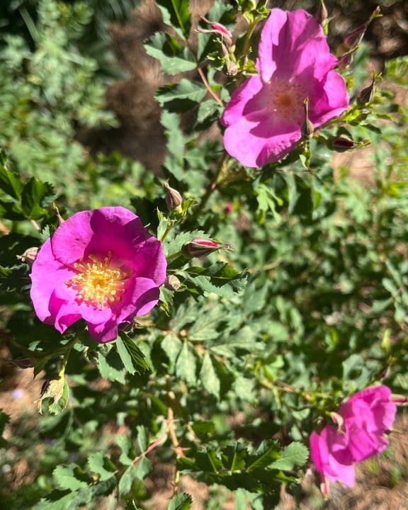 The Denver Botanic Gardens shared this photo of their Amache Rose bush, which is blooming for the first time since a cutting was brought to the gardens in Fall 2021.