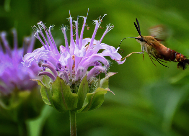 29 Perennial Plants That Come Back Every Year - PureWow