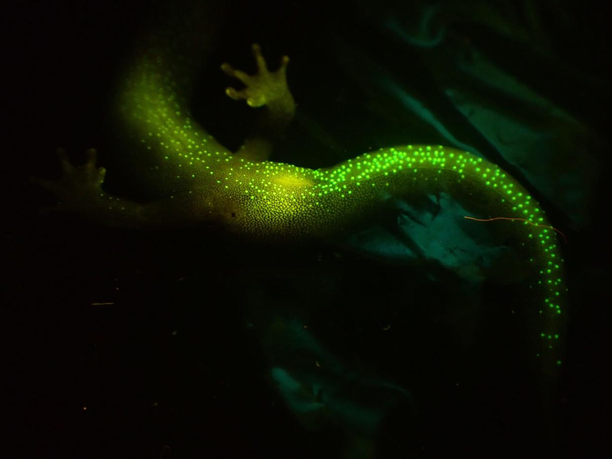 The tail of a southern gray-cheeked salamander emits a greenish glow. Southern gray-cheeked salamanders (Plethodon metcalfi) are one of many salamander species now known to fluoresce in response to blue light.