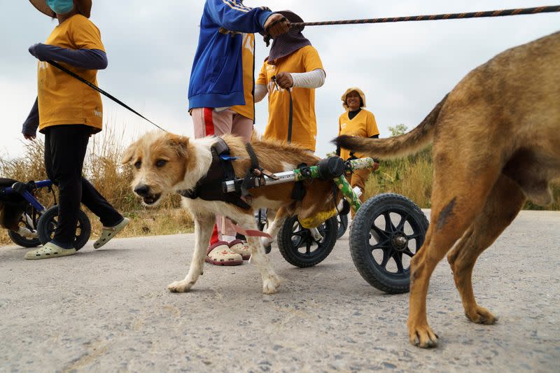 Staff tend to disabled dogs in mobility aids during a daily walk at The Man That Rescues Dogs Foundation in Chonburi