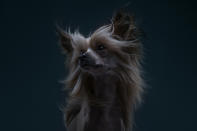 <p>Through their works, the two look to capture “emotional and quirky” portraits of each breed. (Photo: Alexander Khokhlov-Veronica Ershova/Caters News) </p>