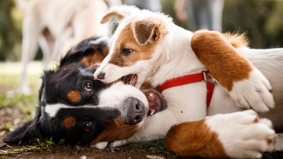 Puppy biting bigger dog playfully