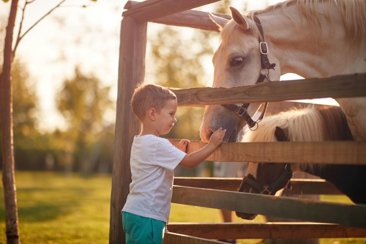 A little boy excited about horses in the stable on a beautiful sunny day. Farm, countryside, summer