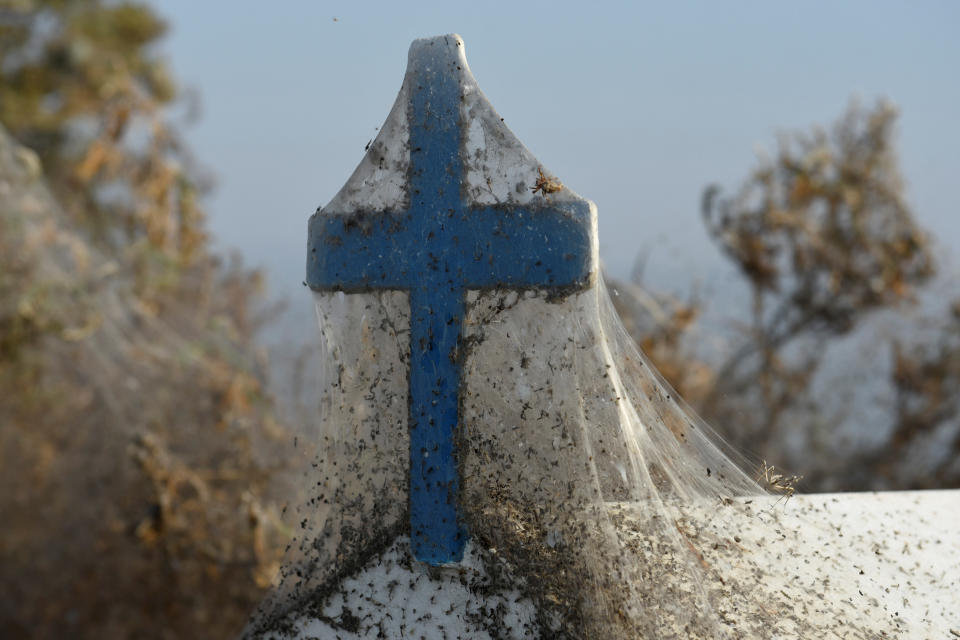 A veil of spider webs cover this religious shrine. (Photo: Alexandros Avramidis / Reuters)