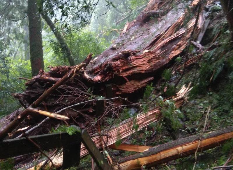 受桃園山區連日豪雨影響，編號23號的千年紅檜巨木倒塌。（翻攝自新竹林區管理處官網）