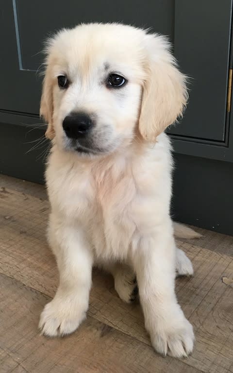 Harry the golden retriever when he first arrived last autumn 