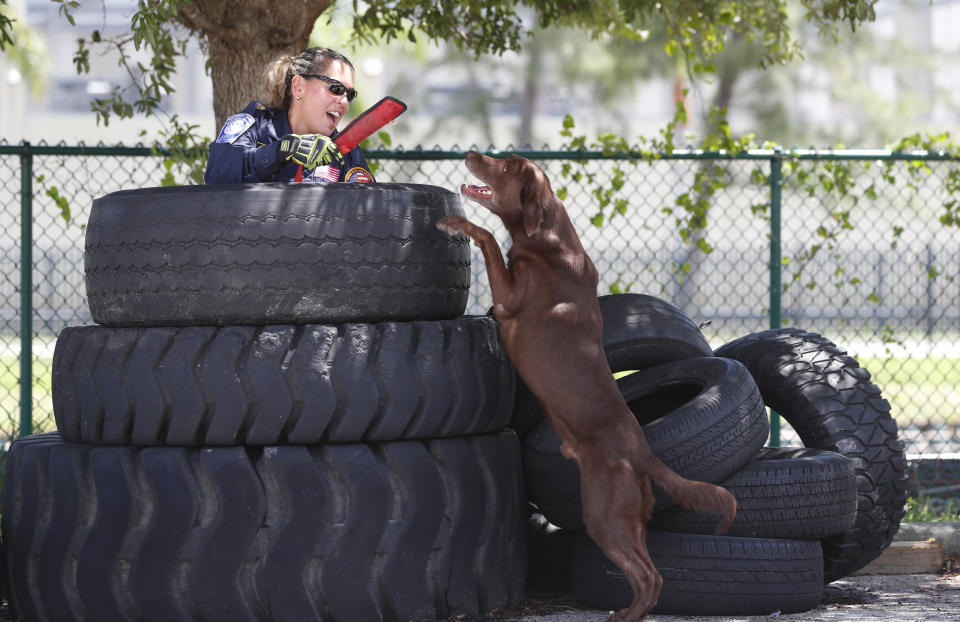 Miami-Dade firefighter/paramedic Maggie Castro gives up and hands a toy to search-and-rescue dog Zeus after the chocolate Labrador found her hiding in a stack of tires during a demonstration, Wednesday, June 19, 2019, at the Miami-Dade Fire Rescue Training Facility in Miami. Specializing in urban search and rescue, the Miami-based, 210-personnel Florida Task Force 1 have responded to numerous disasters, including the Florida Panhandle after Hurricane Michael and in Haiti after the 2010 earthquake. (AP Photo/Wilfredo Lee)