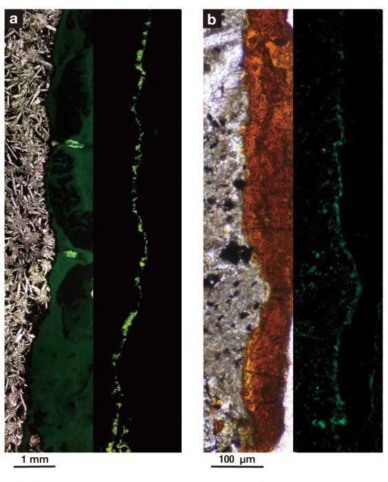 Aerobic bacteria live densely packed into tunnels of clay minerals found in this sample of solid rock, collected from 122 meters beneath the seafloor. Image B is 1,000 times greater magnification than Image A. The left side photo in each image was taken using normal light and the right side photo was taken using fluorescent light. The solid basalt rock is gray, the clay minerals are orange, and the bacterial cells are green spheres (Suzuki et al. 2020)