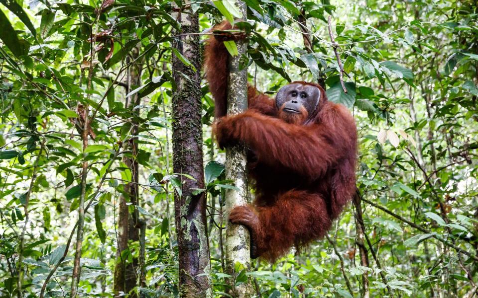 Borneo rainforest wildlife seven wonders world see visit 2022 travel - Jonathan Perugia/Getty