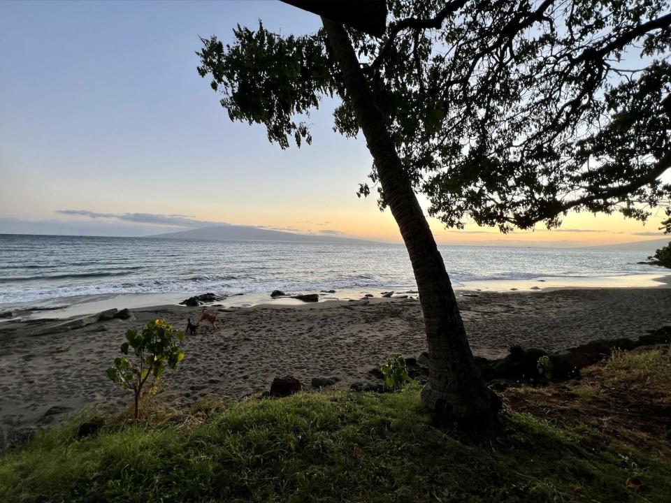 A view of the dogs on the beach at sunset