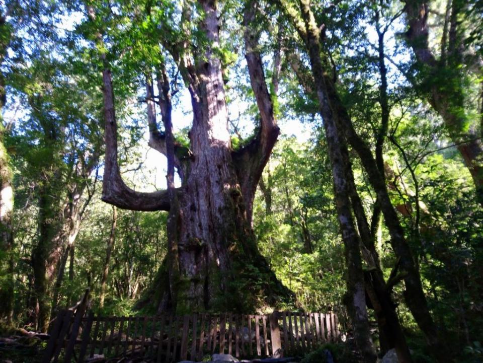 司馬庫斯大老爺巨木。（中華旅行社提供）