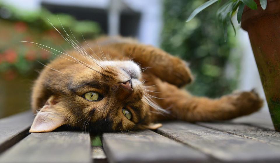 Somali Cat