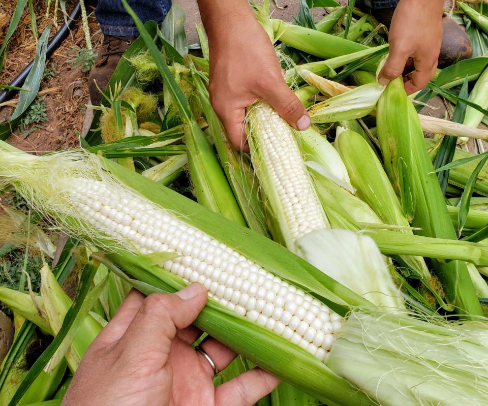 Denee Bex and her husband Brian grow Navajo white corn at their home, using heirloom seeds gifted by Brian's aunt.