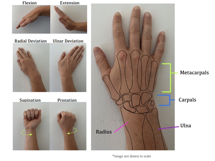 An overview of the anatomy of a hand.